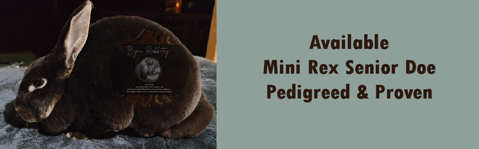 KKD Tootsie SR Mini Rex Doe